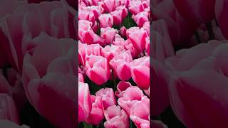 Tulip festival 2024 #tulip #shorts #youtubeshorts #trending