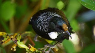 Wildlife & Nature - New Zealand: Land of the Birds