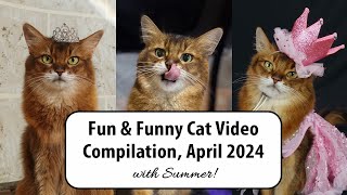 Fun Fashion, Hoop Jumping, a Cat Show and So Much More! 😺 #catvideos #cats