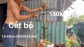 Mai vàng cắt thành phôi giá 150k mại vô anh em.