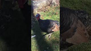 Turkey gets Bejeweled pt. 1 #shorts #funny #stylish #turkeys