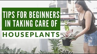 Tips for Beginners in Taking Care of Houseplants | EP 02