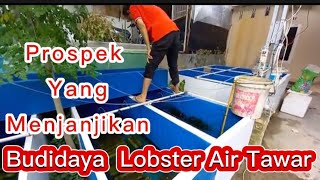 Budidaya lopster  air tawar