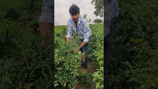 #బ్లెజ్ #Blaze #hyveg #seeds #kamallfs