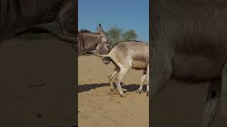 backside of donkey  #donkey #animalphotos #ytshortsvideo  #donkeyfarm #nature #ytshorts