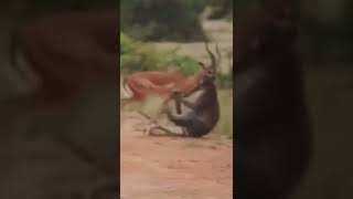 Impala Smash Leopard Into The Sky #impala #leopard #animals #wildanimals #shorts