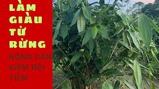 Làm giàu từ lá cây tưởng chừng chỉ bỏ đi @HoangHungtv1989