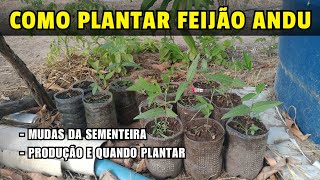 Sítio 50 - como plantar mudas de feijão andu das sementeiras - quando plantar, dicas e produção