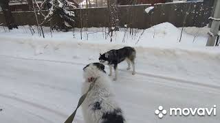 Прогулка с собаками в сосновом лесу. Собачьи перипетии.