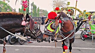 NAIK DELMAN ISTIMEWA - NAIK KUDA - KUDA ROMANTIS - LAGU DELMAN POPULER - HORSE VIDEO