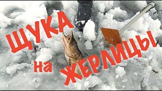 Щука на ЖЕРЛИЦЫ и бешеный окунь!