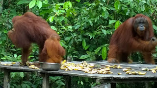 Konservasi orang utan - Tanjung Puting - Pangkalan Bun - Kalimantan Tengah - Indonesia