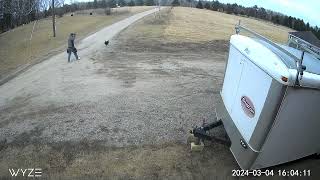 hilarious video of the day. man runs from rooster. .