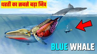 धरती का सबसे बड़ा जिव ब्लू व्हेल से जुड़ी ये सच्चाई नहीं मालूम होगी | Blue Whale Facts in Hindi