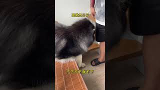 富贵：不给我吃还拿美食诱惑我 #阿拉斯加 #pets #宠物生活 #宠物生活 #狗