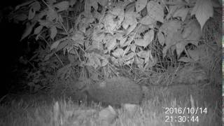 Hoggy exploring in the garden