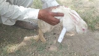 Rabbit broken leg treatment | rabbit leg fracture treatment