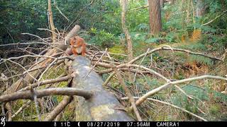 Goldcrest, red squirrel, mouse, pine marten and fallow deer