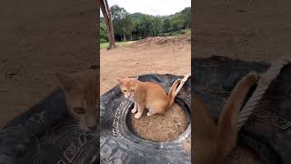 The rescued cat in the elephant sanctuary. #samuielephanthaven #shorts #kohsamui