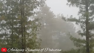 A Walk among the Clouds | Rain in Pakistan Village | Murree Beautiful Places June 2024