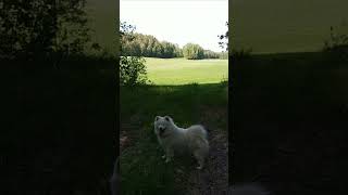 Заплутала я окончательно! Прикольные видео от самоедской лайки Луны! #samoyed #приколы #смешноевидео