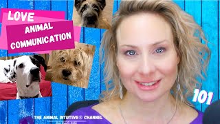 The Animal Intuitive communicates with dogs 🐶 understanding animal love 💕 101