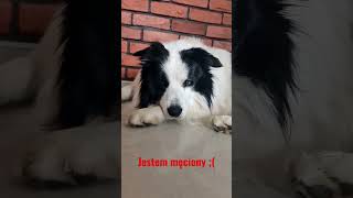 Border Collie. Jestem zmęczony :(