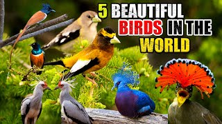 5 Beautiful Birds In The World | INFO TREND TV