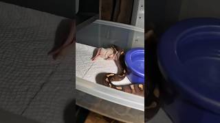 SNAKE EATS RAT TIMELAPSE (Ball Python- Super Asphalt) #shorts #snake #animals #reptiles #python