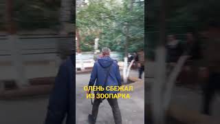 Олень сбежал из зоопарка