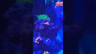 Zoa Garden Coming Together