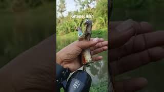 slingsot ketapel ikan #shortvideo #casting #castinger #mancing #mancingmania #fishing