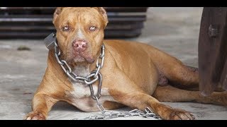 PITBULL SALDIRI ANI KİMSELER AYIRAMADI /  pitbull attacks, pitbull fight