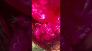 Rose petals preperation|special rose for skin|