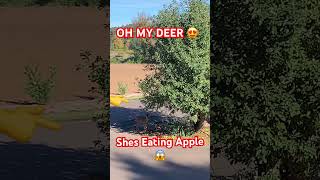 DEER EATING OUR APPLES im SHOCKED TO SEE HER