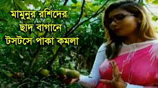 মামুনুর রশিদের ছাদ বাগান যেন আমাজন জঙ্গল - অবিশ্বাস্য প্রাকৃতিক পরিবেশ