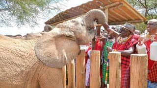 PRESIDENT WILLIAM RUTO VISIT TO RETETI ELEPHANT SANCTUARY