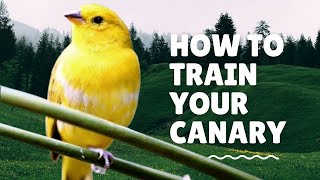 Canary Singing | Canary Sound | Canary Voice