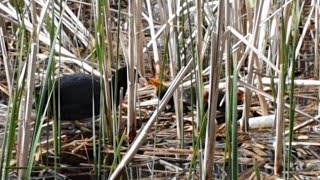 Blässhühner Füttern ihrer Babys