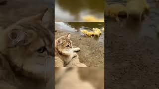 tau aja lu cing kalo anak bebek suka berenang!! #catlover #kucinglucu #funnyshorts #tiktokviral #cat