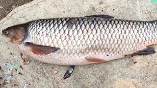 💥4kg Rogue Fish Cutting | வருவலுக்கு செம டேஸ்ட்டா இருக்கும் 🤯😋💢❗