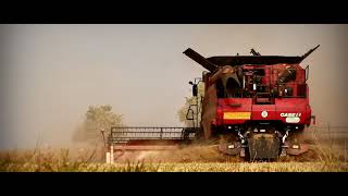 Wieczorne Żniwa 2020 ✩ Czarne Złoto ✩ CaseIH ✩ John Deere ✩ HR Sobótka ✩ Wielkopolska