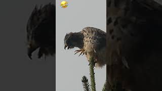 Kestrel on the top of a tree / Faucon crécerelle au sommet d’un sapin #wildlife #suisse #faucon