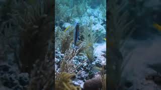 Parrotfish doing some MOVES at the cleaning station 🐠 #shorts