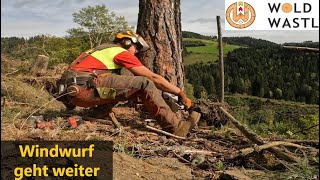 Abstocken und Fällen im Windwurf mit Stihl 462