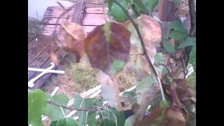 Fireblight Maybe in my Fuji Apple Tree 2016