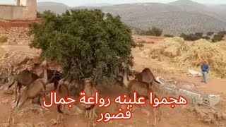 هجموا علينه رواعة جمال فضور