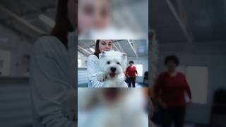 Встреча Вестиков #вестикиастрахань #westie #pets #люблющенков