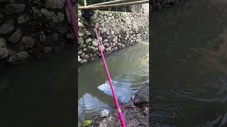 TEGEK MICRO FISHING VS NILA #shorts