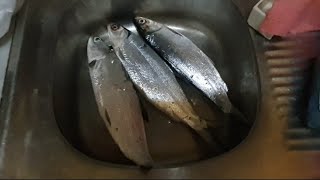 hamour/ lapu lapu /milkfish /bangus catfish / kanduli/ fishing adventure